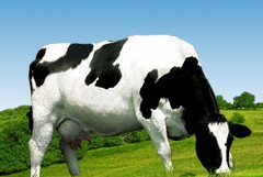美事达九阶段奶牛饲养程序