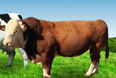 肉牛饲养管理程序